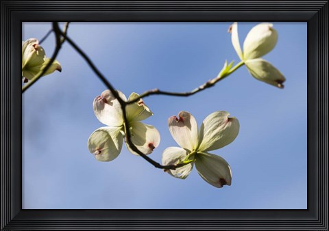 Framed Close-Up Of Flowering Dogwood Flowers On Branches, Atlanta, Georgia Print