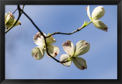 Framed Close-Up Of Flowering Dogwood Flowers On Branches, Atlanta, Georgia Print