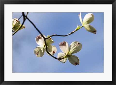 Framed Close-Up Of Flowering Dogwood Flowers On Branches, Atlanta, Georgia Print