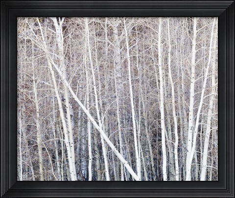 Framed Leafless Quaking Aspens Form A Pattern, Boulder Mountain, Utah Print