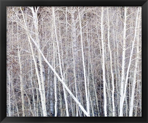 Framed Leafless Quaking Aspens Form A Pattern, Boulder Mountain, Utah Print