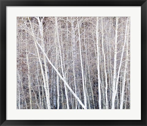 Framed Leafless Quaking Aspens Form A Pattern, Boulder Mountain, Utah Print