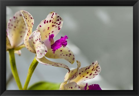 Framed Close-Up Of Orchid Flowers In Bloom Print