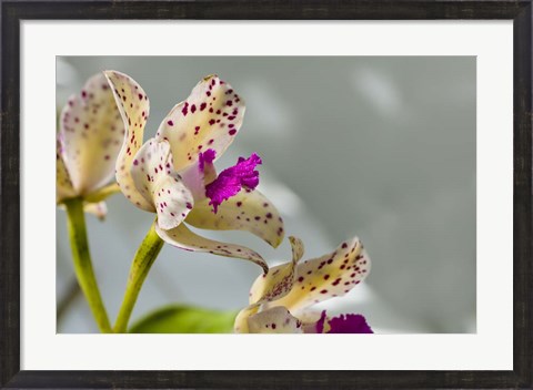 Framed Close-Up Of Orchid Flowers In Bloom Print