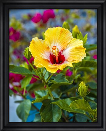 Framed Close-Up Of Hibiscus Flower Print