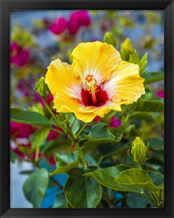 Framed Close-Up Of Hibiscus Flower Print