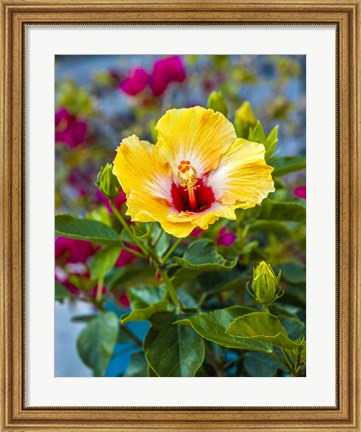 Framed Close-Up Of Hibiscus Flower Print