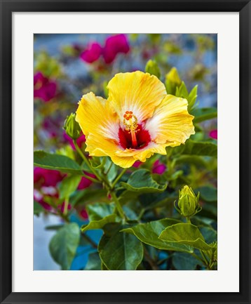 Framed Close-Up Of Hibiscus Flower Print