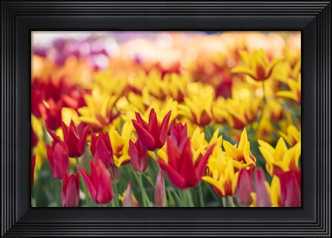 Framed Tulip Blooming In A Garden, Washington State Print