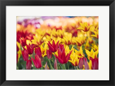 Framed Tulip Blooming In A Garden, Washington State Print