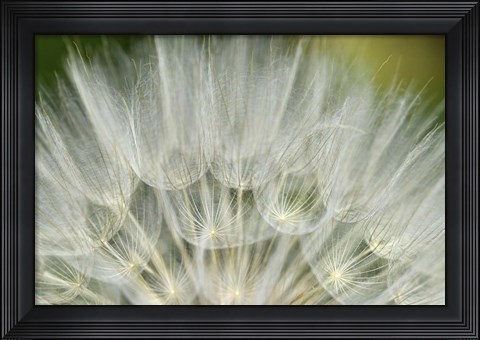 Framed Close-Up Of Dandelion Seed, Lockport Prairie Nature Preserve, Illinois Print
