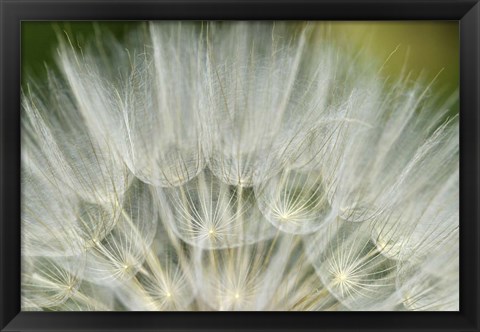 Framed Close-Up Of Dandelion Seed, Lockport Prairie Nature Preserve, Illinois Print