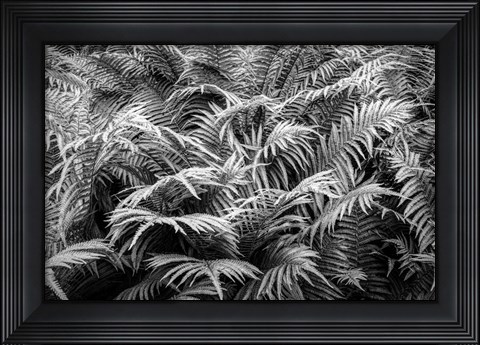 Framed Fern Plants In Springtime, Stuttgart, Germany Print
