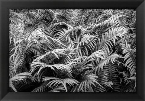 Framed Fern Plants In Springtime, Stuttgart, Germany Print