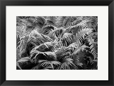 Framed Fern Plants In Springtime, Stuttgart, Germany Print