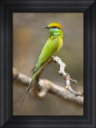 Framed Green Bee-Eater Perching On Branch, India Print