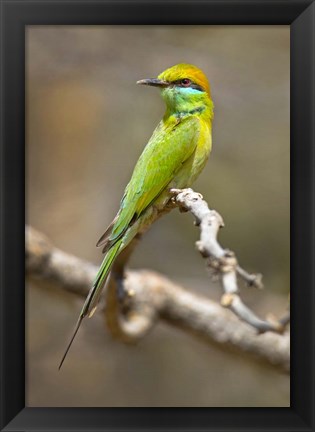 Framed Green Bee-Eater Perching On Branch, India Print