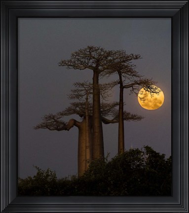 Framed Baobabs And Moon, Morondava, Madagascar Print