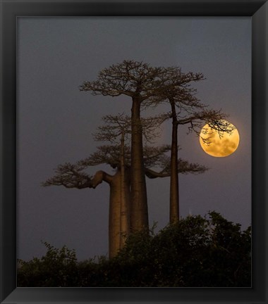 Framed Baobabs And Moon, Morondava, Madagascar Print