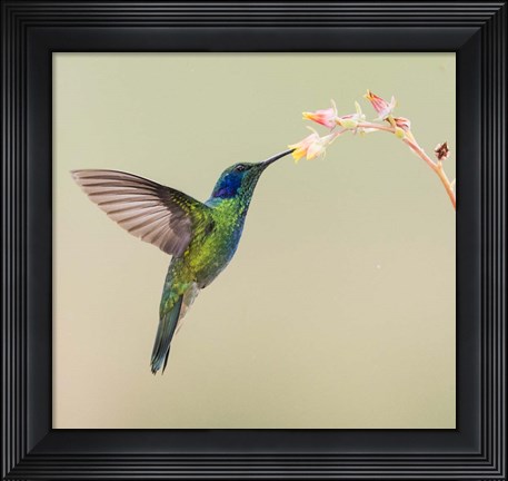 Framed Blue-Eared Violet Hummingbird Feeding On Flower, Talamanca Mountains, Costa Rica Print