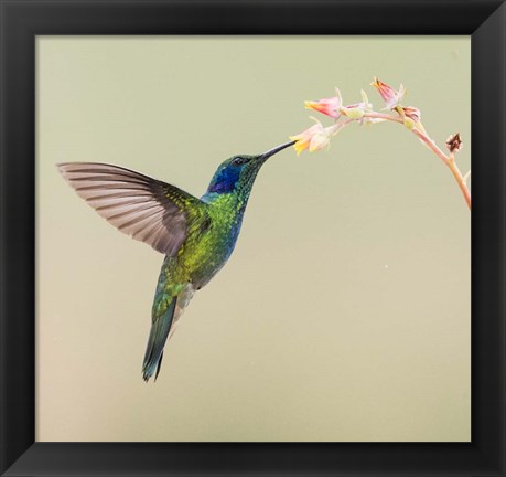 Framed Blue-Eared Violet Hummingbird Feeding On Flower, Talamanca Mountains, Costa Rica Print