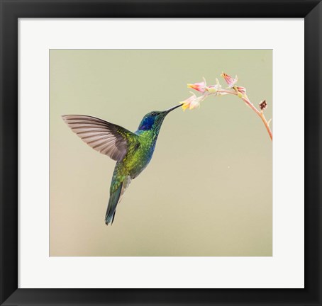 Framed Blue-Eared Violet Hummingbird Feeding On Flower, Talamanca Mountains, Costa Rica Print