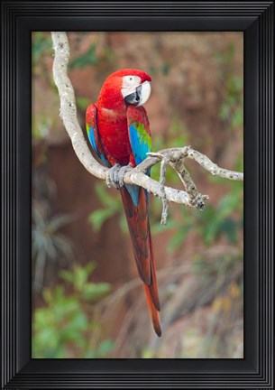 Framed Portrait Of Red-And-Green Macaw Print
