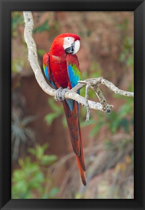 Framed Portrait Of Red-And-Green Macaw Print