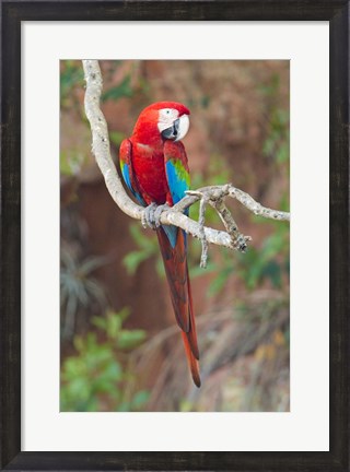 Framed Portrait Of Red-And-Green Macaw Print