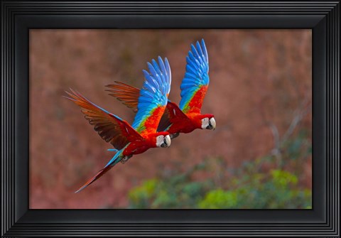 Framed Close Up Of Two Flying Red-And-Green Macaws Print