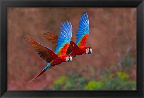 Framed Close Up Of Two Flying Red-And-Green Macaws Print