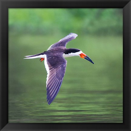 Framed Black Skimmer Flying Over River Print