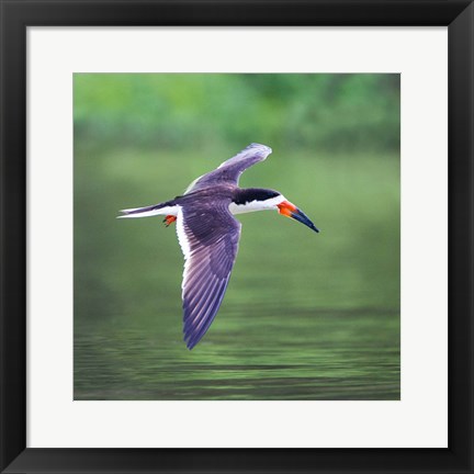 Framed Black Skimmer Flying Over River Print