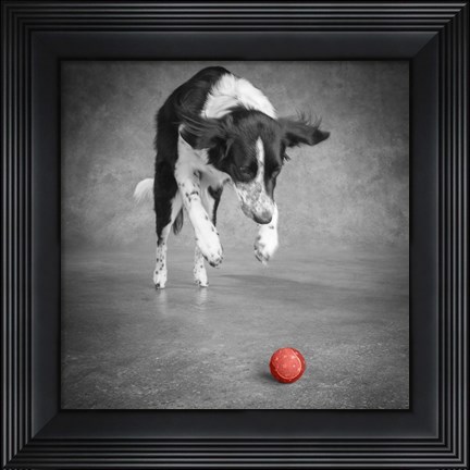Framed Portrait Of A Border Collie Mix Dog Print