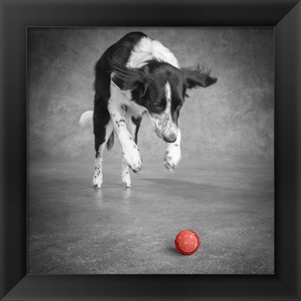 Framed Portrait Of A Border Collie Mix Dog Print