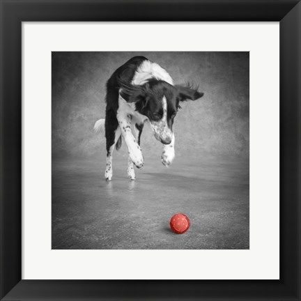 Framed Portrait Of A Border Collie Mix Dog Print