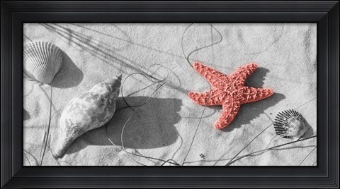 Framed Close-Up Of A Starfish And Seashells On The Beach, Dauphin Island, Alabama Print
