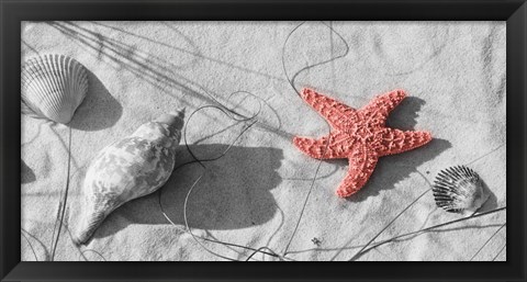 Framed Close-Up Of A Starfish And Seashells On The Beach, Dauphin Island, Alabama Print