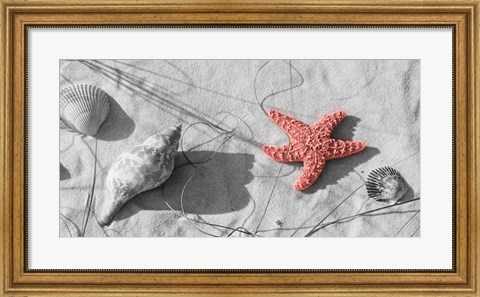 Framed Close-Up Of A Starfish And Seashells On The Beach, Dauphin Island, Alabama Print