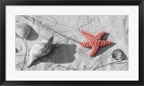 Framed Close-Up Of A Starfish And Seashells On The Beach, Dauphin Island, Alabama Print