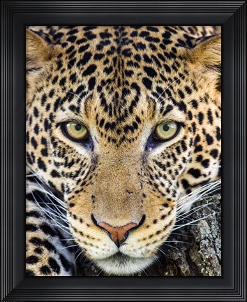 Framed Close Up Of Cheetah, Ngorongoro Conservation Area, Tanzania Print