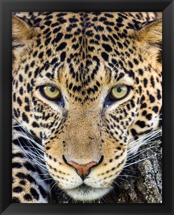 Framed Close Up Of Cheetah, Ngorongoro Conservation Area, Tanzania Print