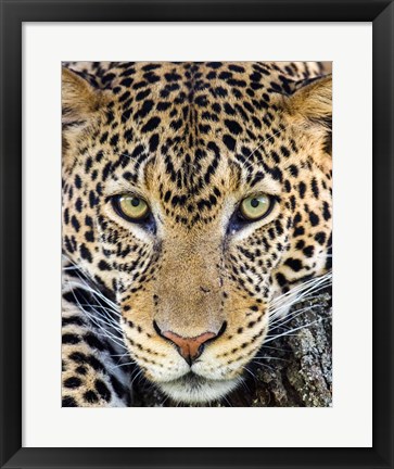 Framed Close Up Of Cheetah, Ngorongoro Conservation Area, Tanzania Print