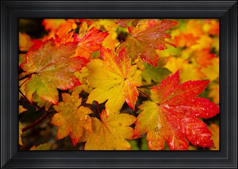Framed Close-Up Of Wet Autumn Leaves, Portland, Oregon Print