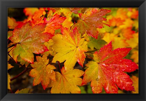 Framed Close-Up Of Wet Autumn Leaves, Portland, Oregon Print