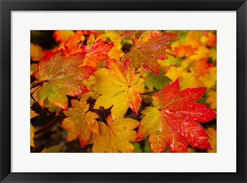 Framed Close-Up Of Wet Autumn Leaves, Portland, Oregon Print