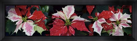 Framed Close-Up Of Poinsettias Print