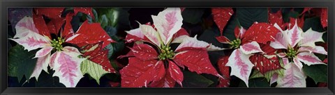 Framed Close-Up Of Poinsettias Print