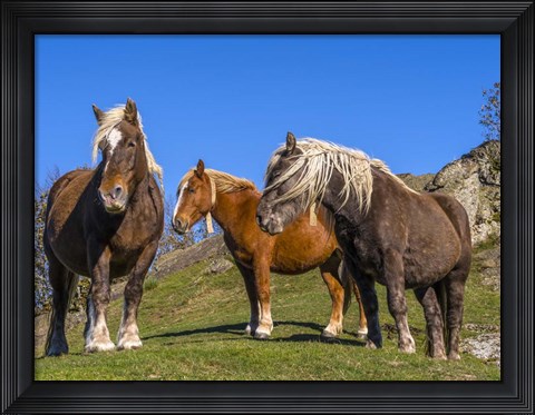 Framed Close-Up Of Three Horses Print