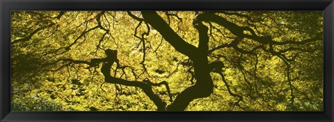 Framed View Of Tree Branches, Portland Japanese Garden Print